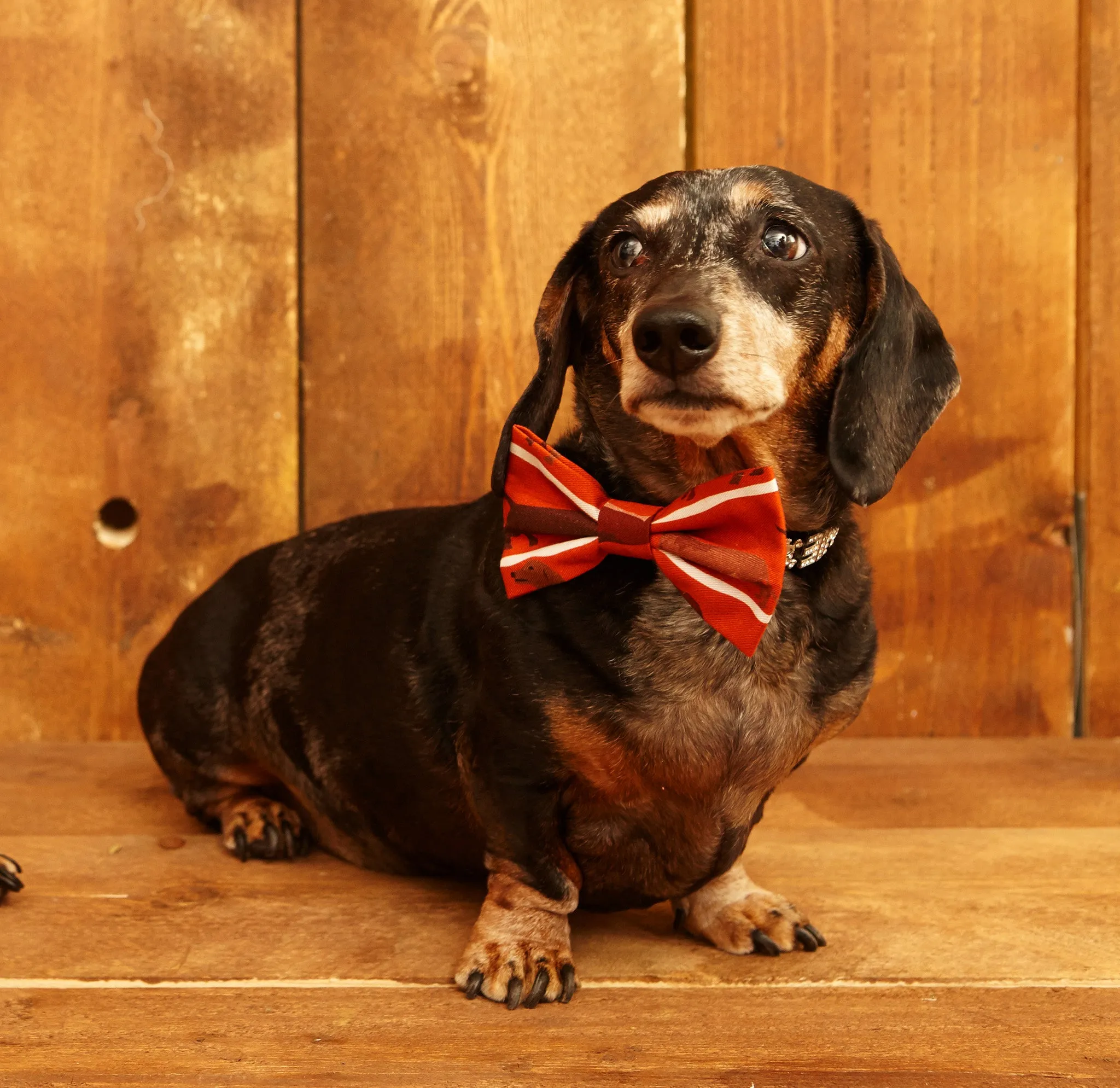 Dog Bow Tie - Rust Sausage Dog